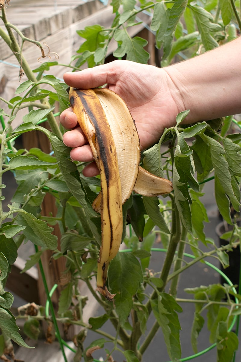 Banana Peel Fertilizer + 8 More Banana Peel Garden Uses