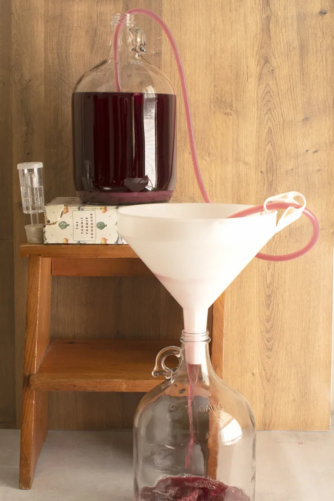 a length of tubing siphons blueberry basil mead from one carboy into another carboy fitted with a funnel