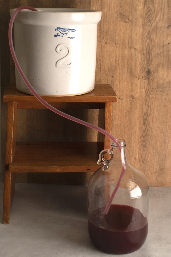 a length of tubing siphons blueberry basil mead from the brew bucket into the clean glass carboy