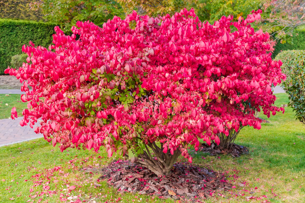 A vibrant red burning bush shrub