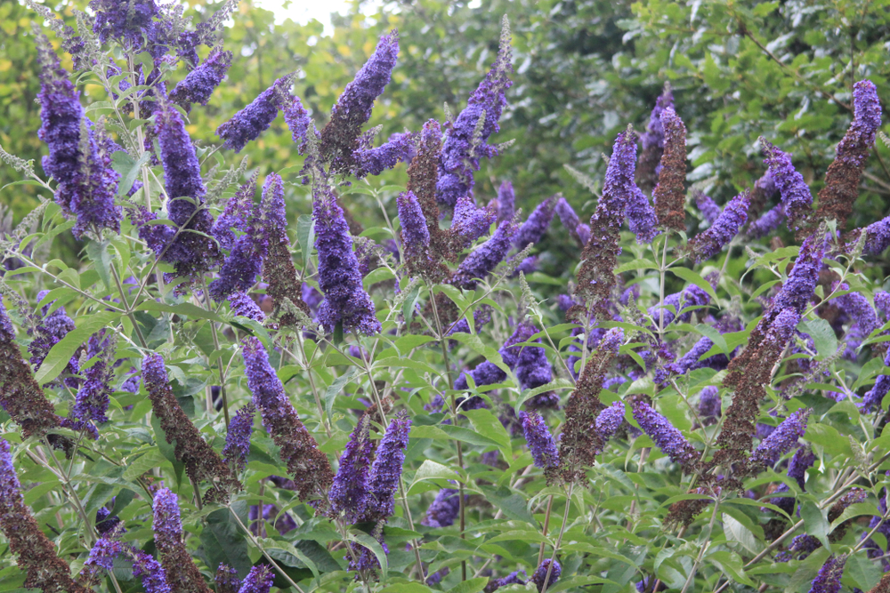 A blooming butterfly bush