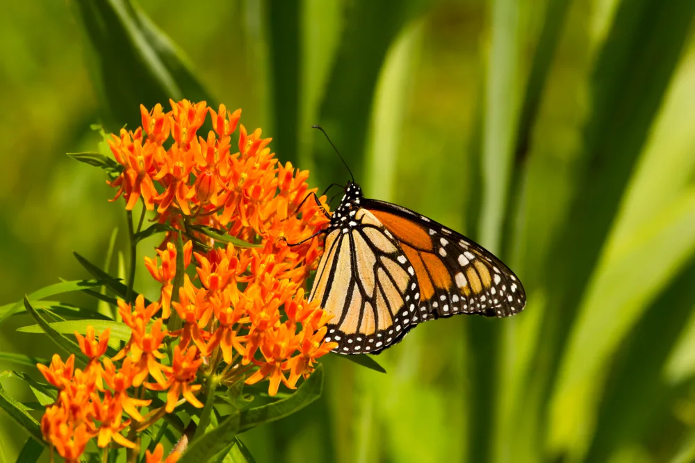 A butterfly resting on an orange butterfly weed flower
