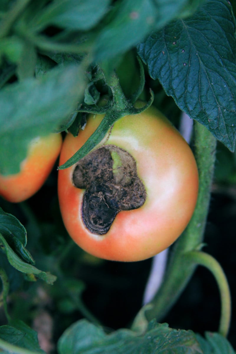 13 Ways To Protect Tomato Plants From Cold & Frost