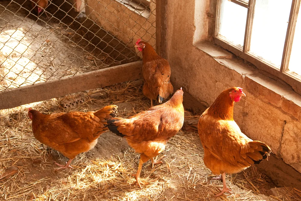 Chickens inside a chicken coop.