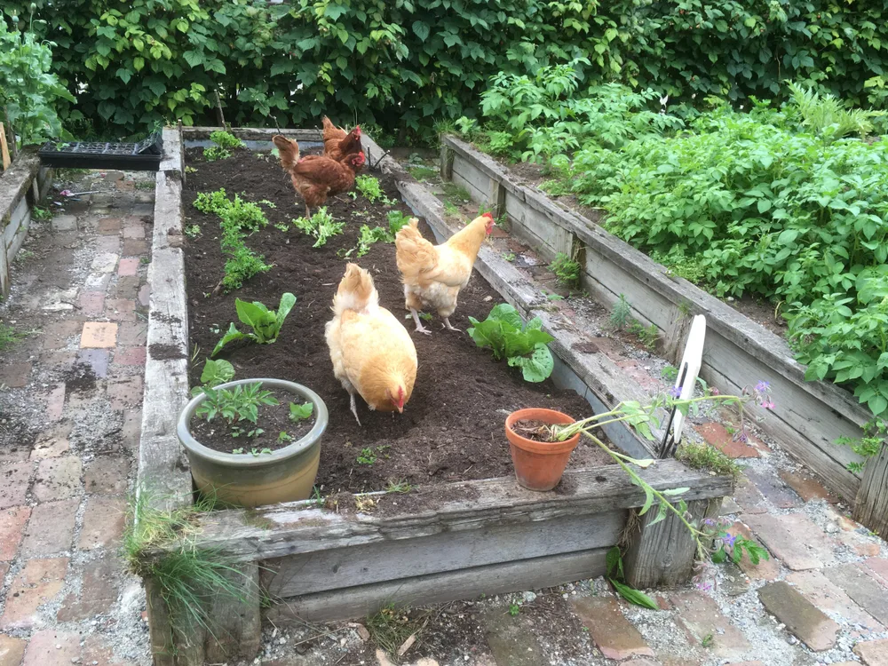 Chickens destroying a garden of lettuce. Not fencing the yard is a common chicken keeping mistake.