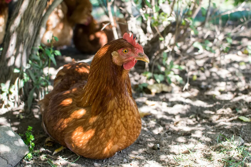 A chicken laying in the shade.