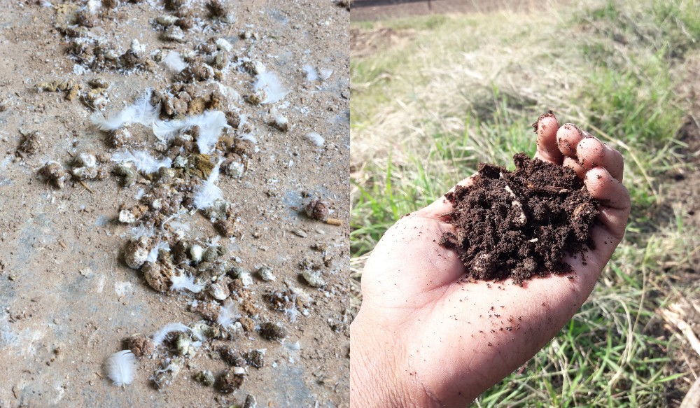A collage of fresh chicken manure and composted chicken manure. 