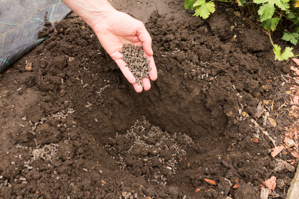 Dried chicken manure pellets being scattered in a planting hole. 