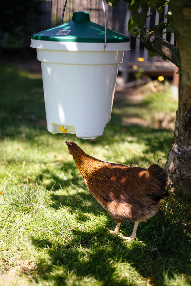 A chicken drinks from a hanging waterer.