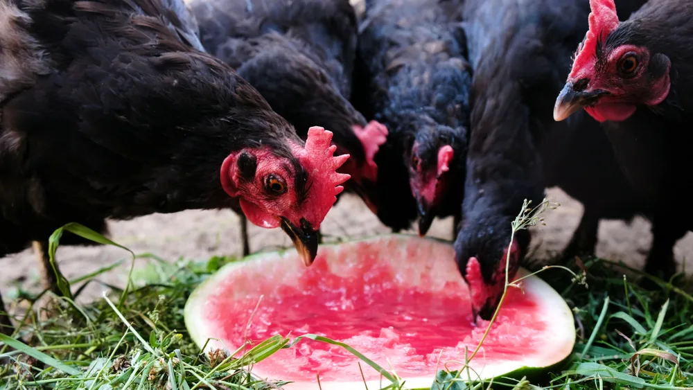 Chickens enjoying watermelon as a treat.