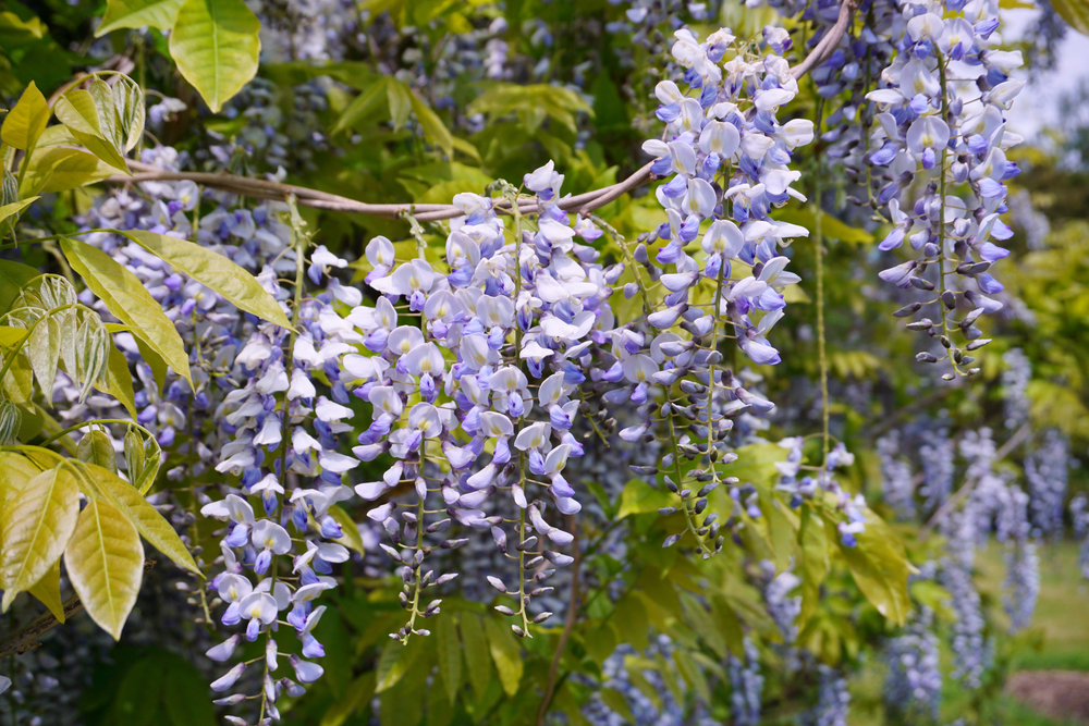 Chinese wisteria in bloom