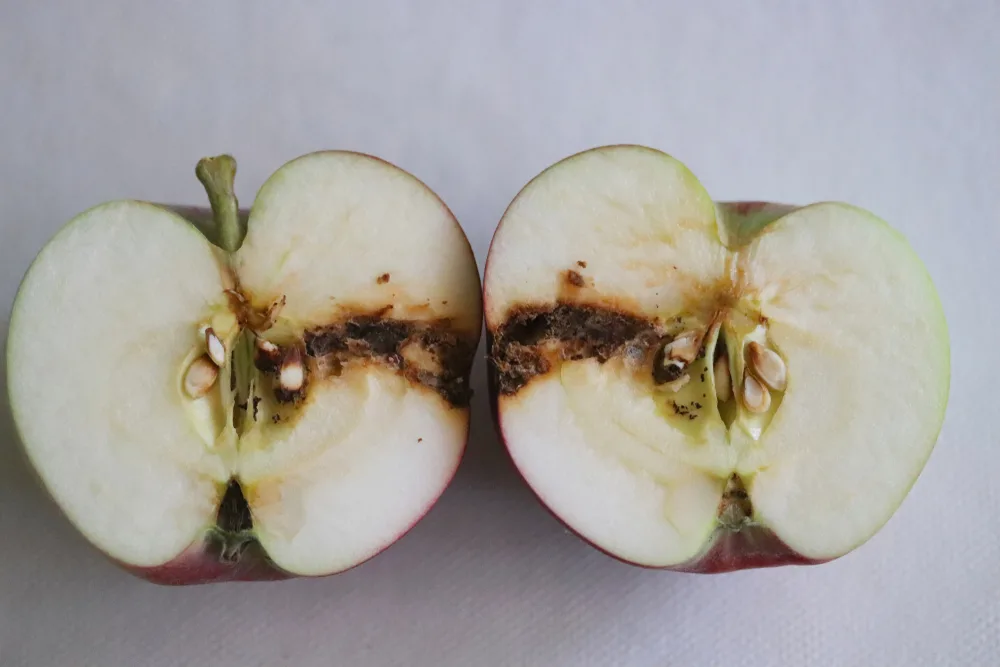 Damage inside an apple caused by codling moth. 