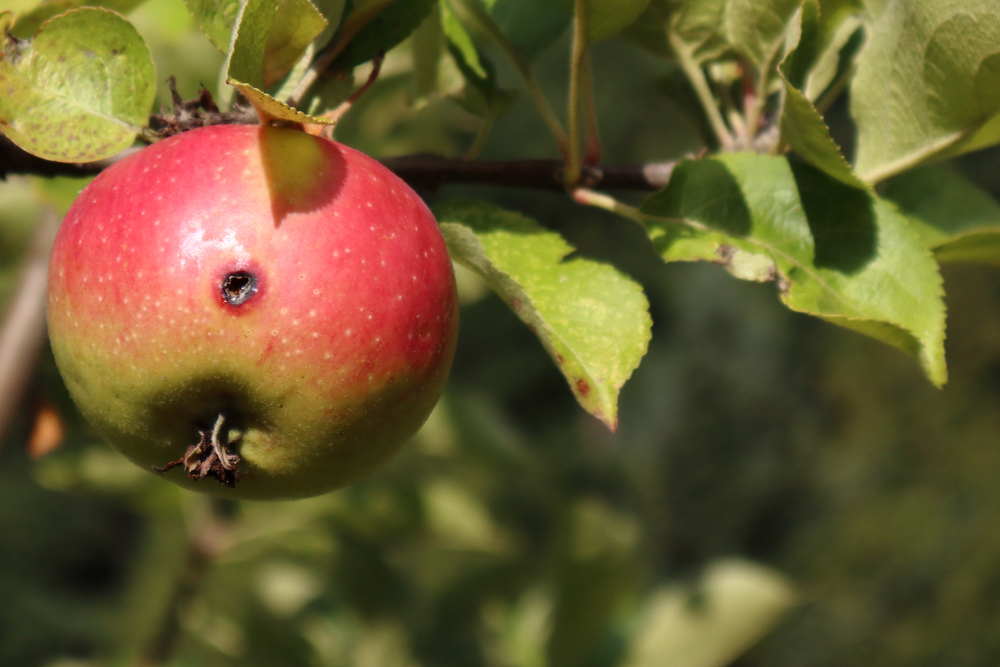 An almost ripe apple damaged by codling moth. 