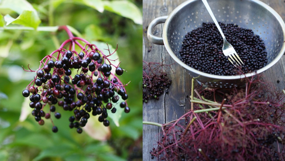 A collage of ripe elderberries hanging from the tree and a colander of freshly picked elderberries. 