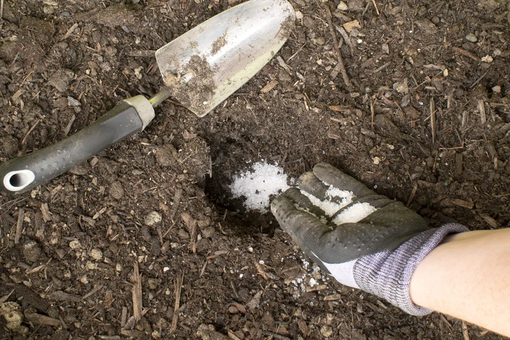 Hole in ground, woman's hand wearing garden glove adding Epsom salts to soil. 
