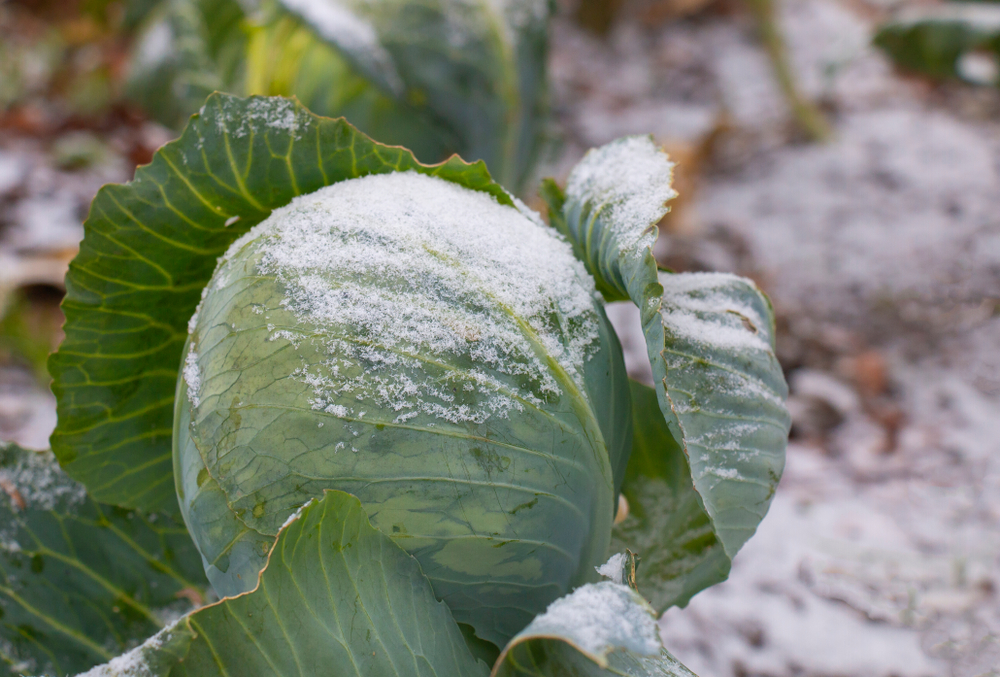 A head of cabbage with a light dusting of snow.