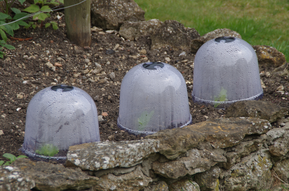 Plastic cloches protect small plants.