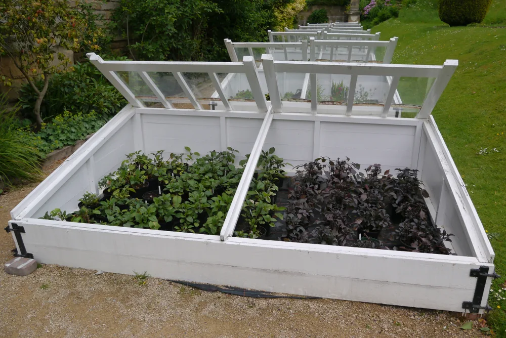 A cold frame with plants growing in it can be used to extend your growing season.