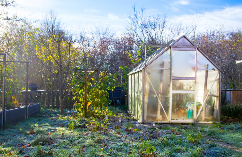 A small greenhouse is set back in a frosty garden. Greenhouses are a perfect way to extend your growing season.
