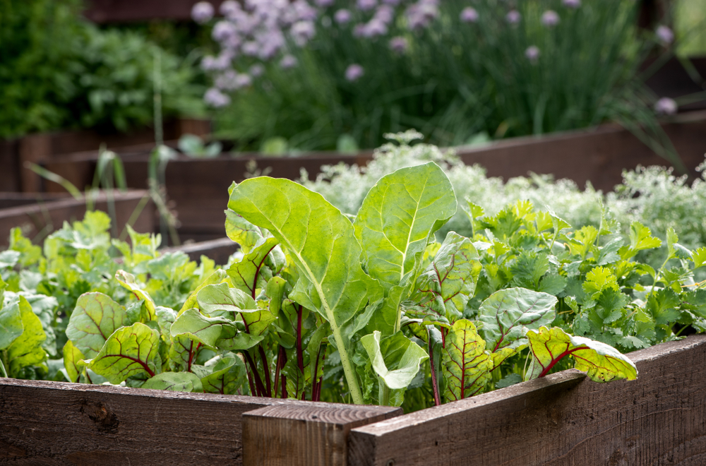 A raised bed garden is filled with plants. 