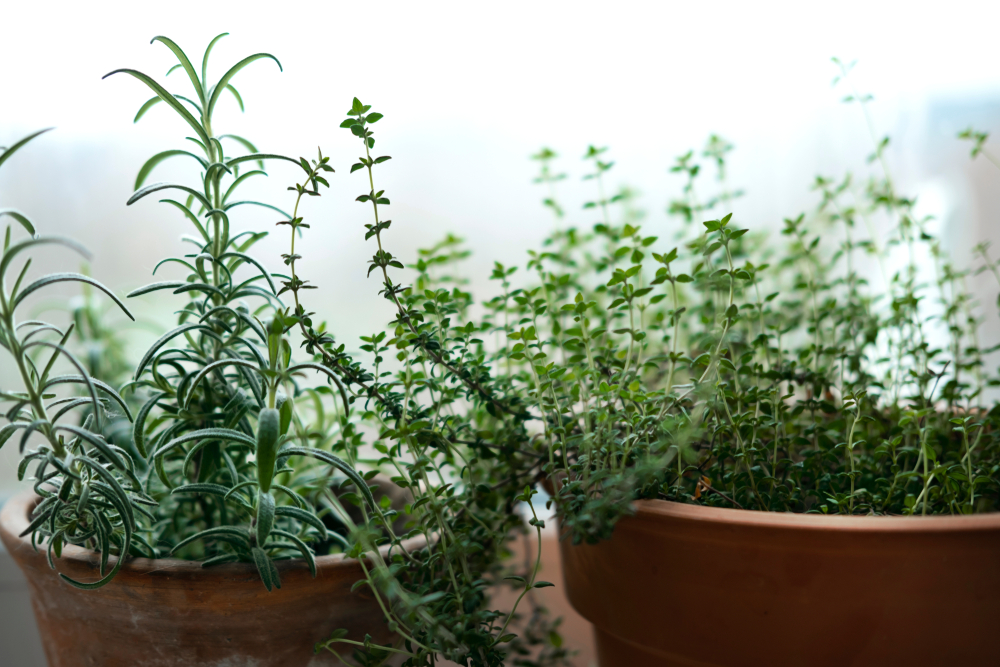 Rosemary and thyme are grown in pots indoors as a way to extend your growing season.