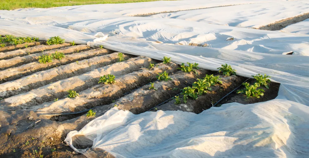 A number of row covers protect garden plants from frost, an easy way to extend your growing season. 