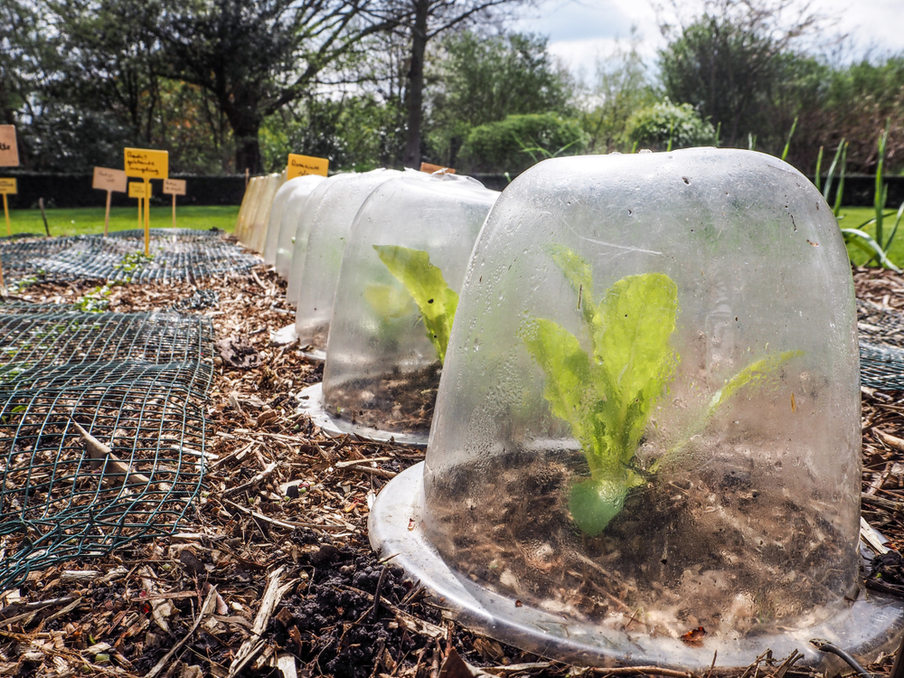 Row of lettuces growing under cloches.