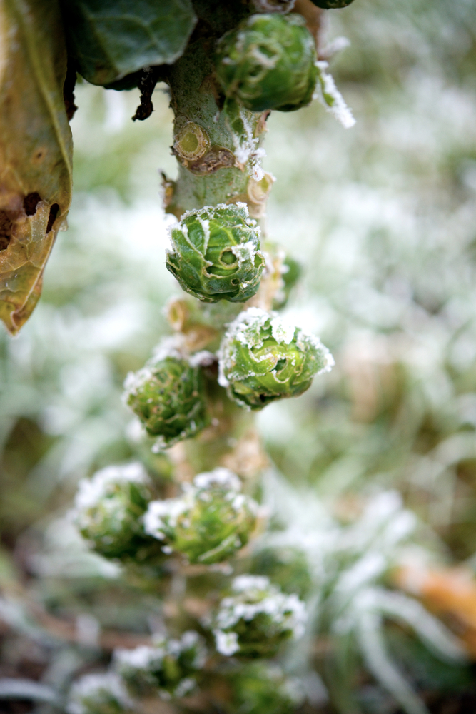 A frost-covered Brussels sprouts plants demonstrates growing cold-season crops is a way to extend your growing season.