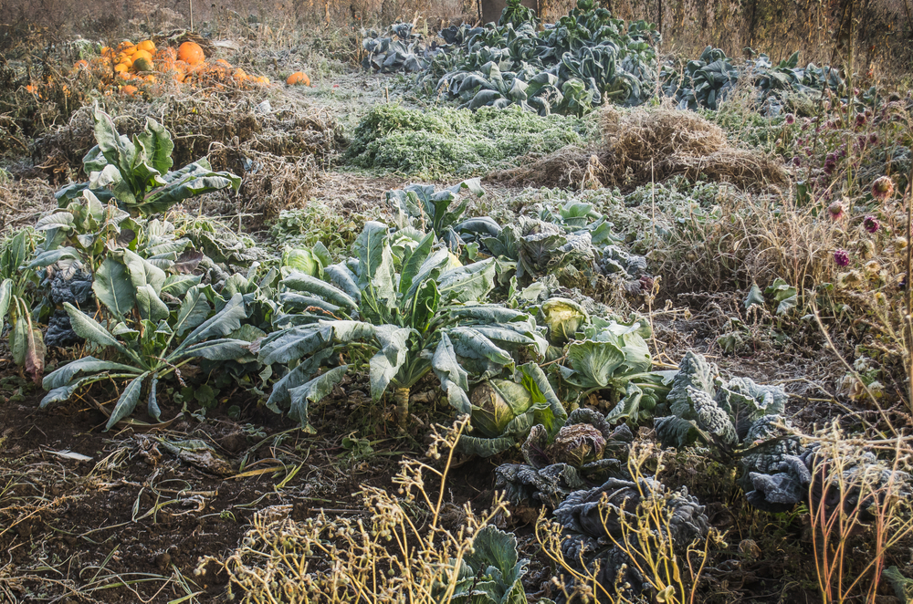 A frost covered vegetable garden in the morning. 