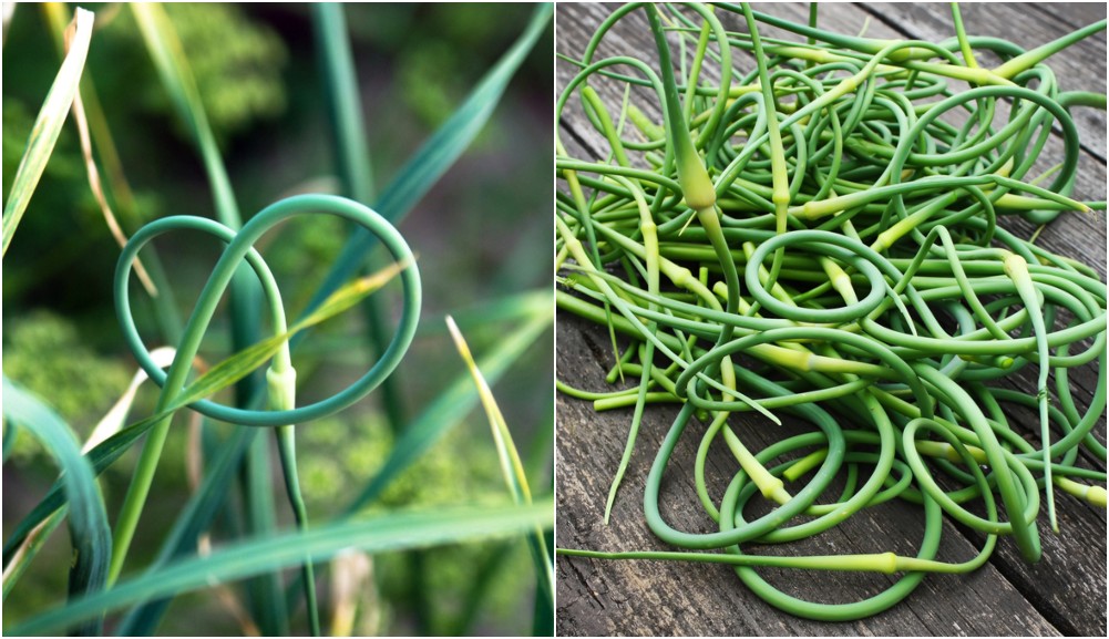 Harvesting Garlic Scapes & 15 Recipes You Need To Try