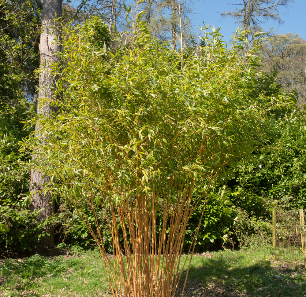 A clump of Golden bamboo growing in a garden