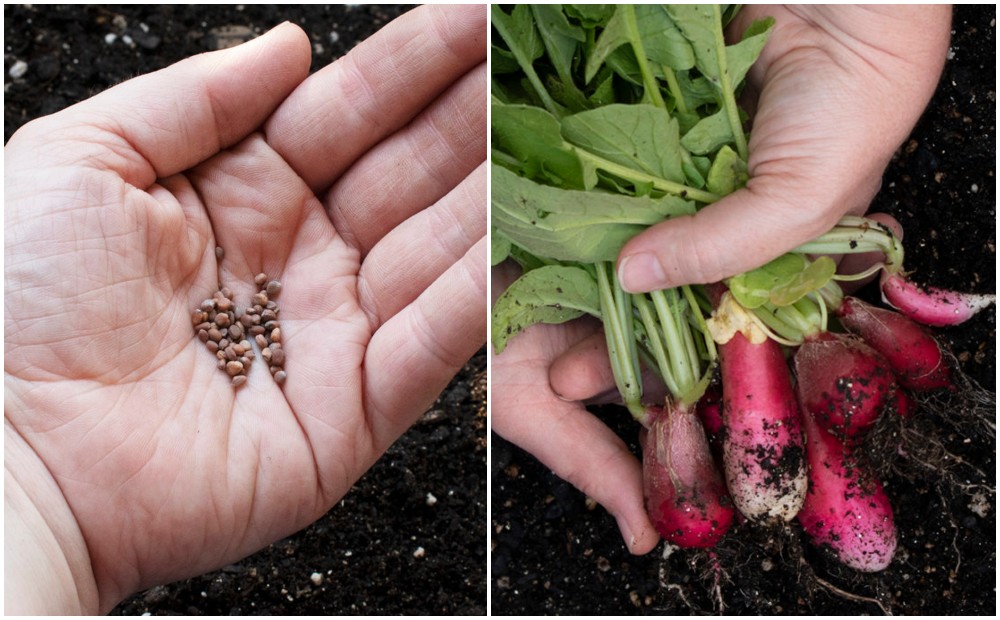 How to Grow Your Best Radishes Yet - Seed To Table In 25 Days Or Less