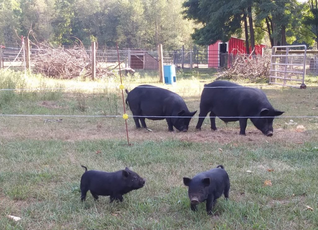 American Guinea hogs in a fenced in pasture on a farm.