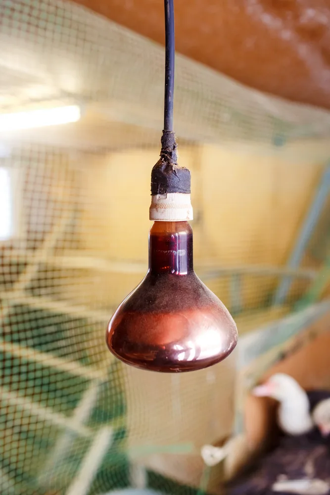 A heat lamp hanging inside a chicken coop is a common chicken keeping mistake.