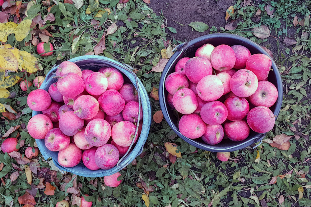 Two buckets full of ripe red apples from the orchard