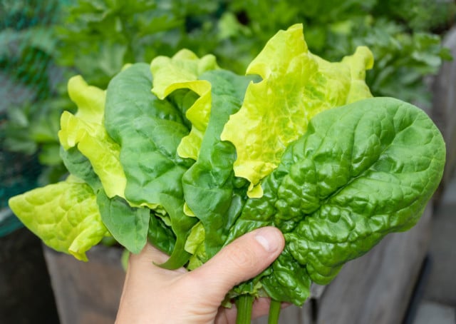 20 Lettuce Varieties To Grow Through Fall & Even Winter