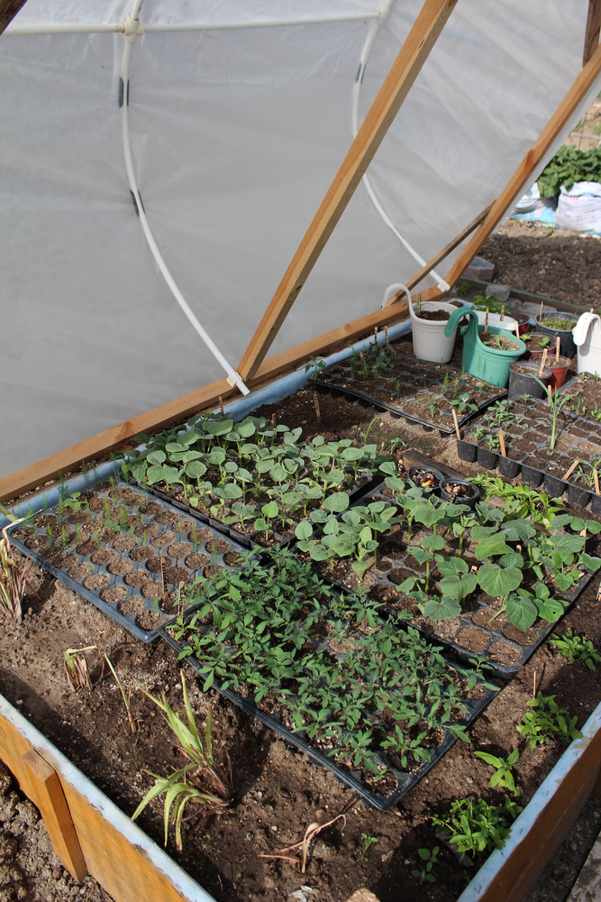 Hotbed repurposed as coldframe to grow seedlings.