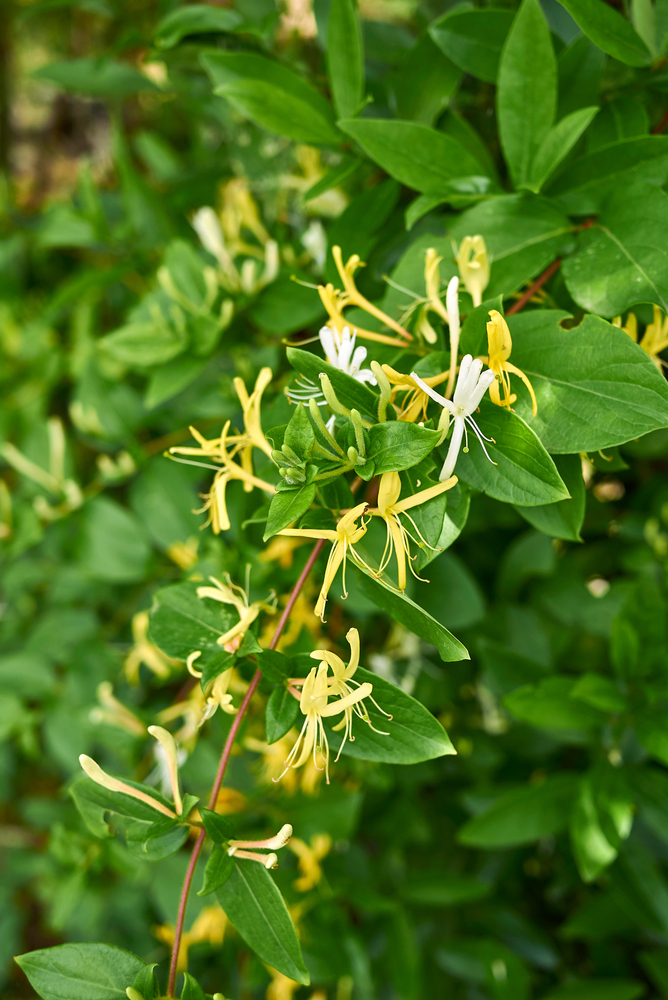 Japanese honeysuckle with white and yellow flowers
