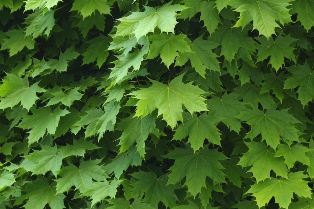 The green leaves of a Norway maple