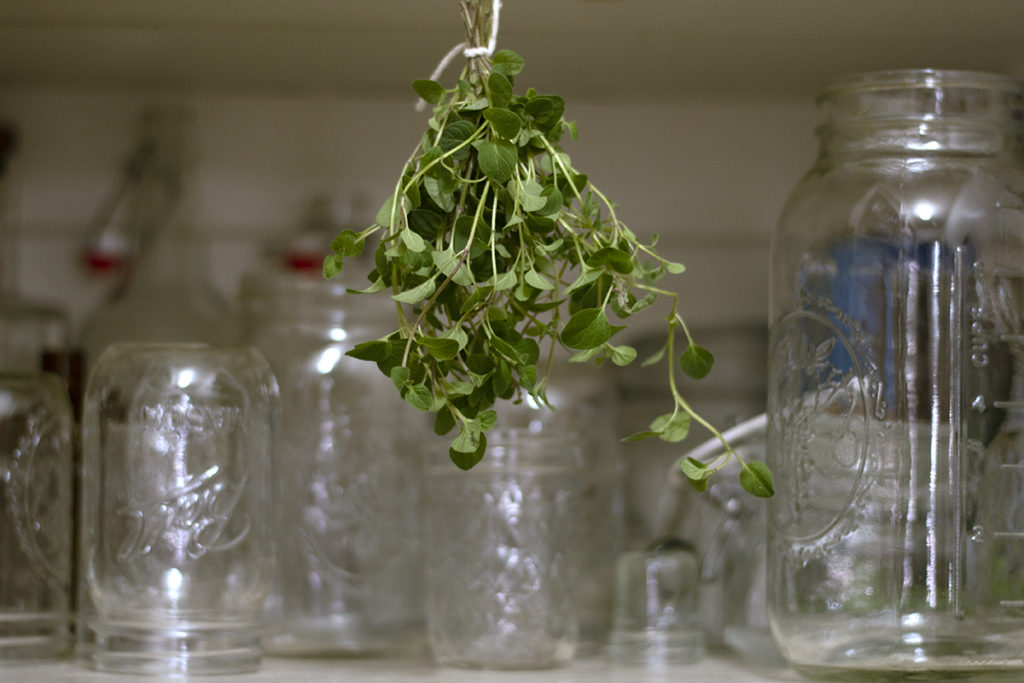 A bunch of fresh oregano, tied and hung to be dried in a pantry.
