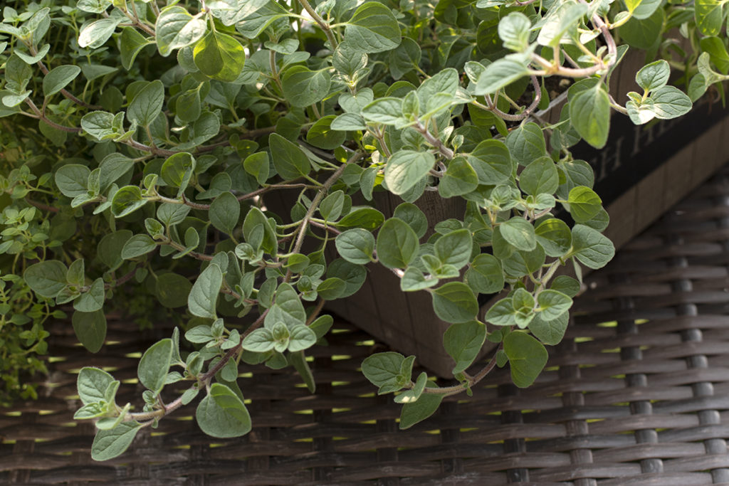 An oregano plant in a planter.
