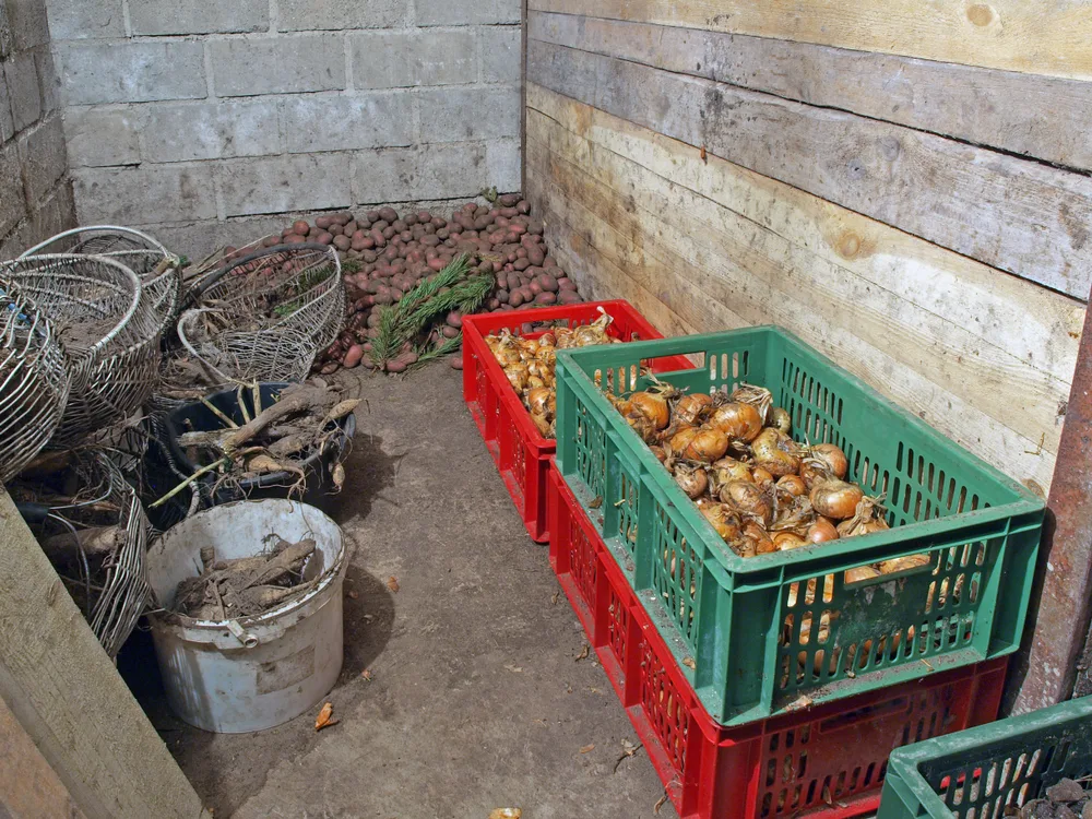 A root cellar containing potatoes, onions, and carrots.