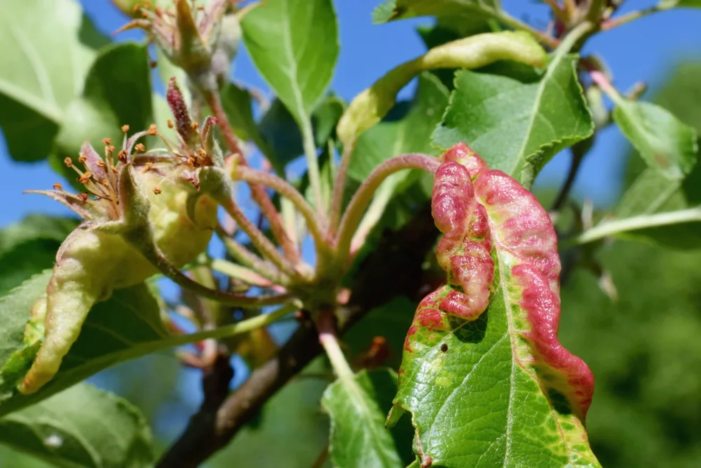 Apple leaf damage caused by rosy apple aphids in spring. 