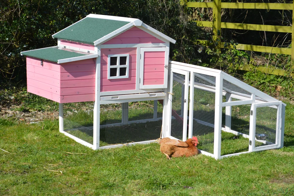 A tiny pink chicken coop with a hen laying in front.