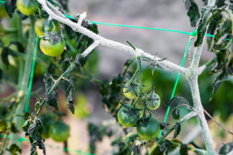 13 Ways To Protect Tomato Plants From Cold & Frost