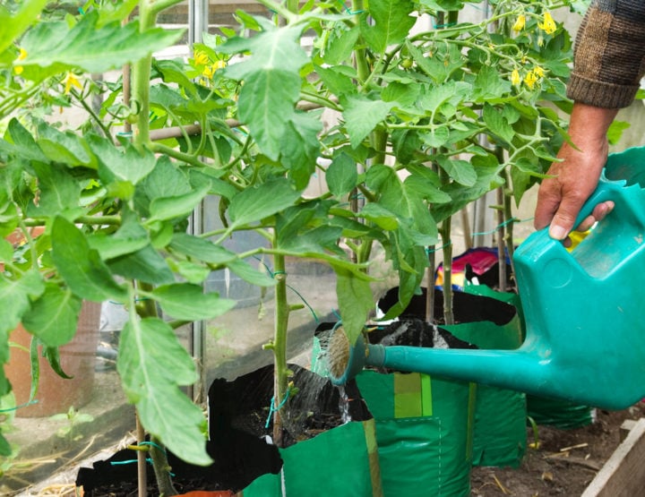 13 Ways To Protect Tomato Plants From Cold & Frost