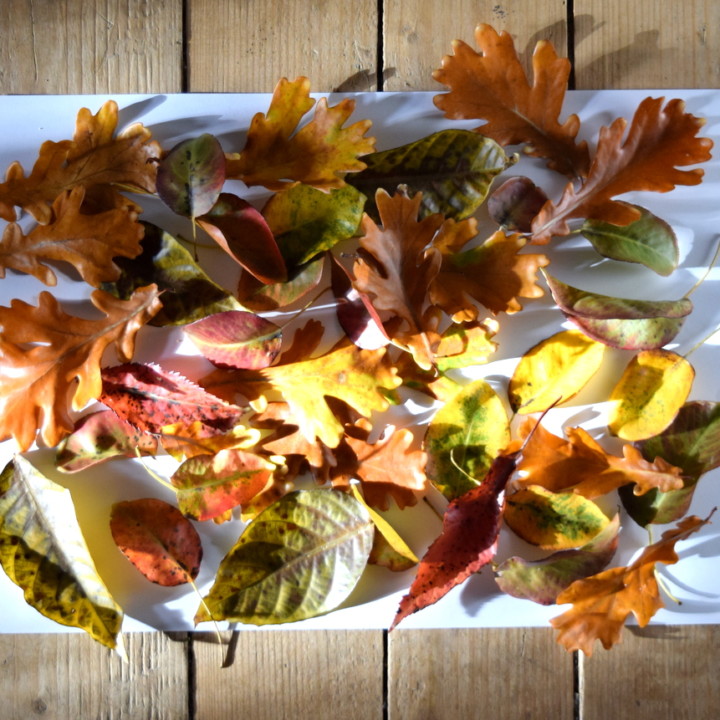 How To Preserve Autumn Leaves In Beeswax