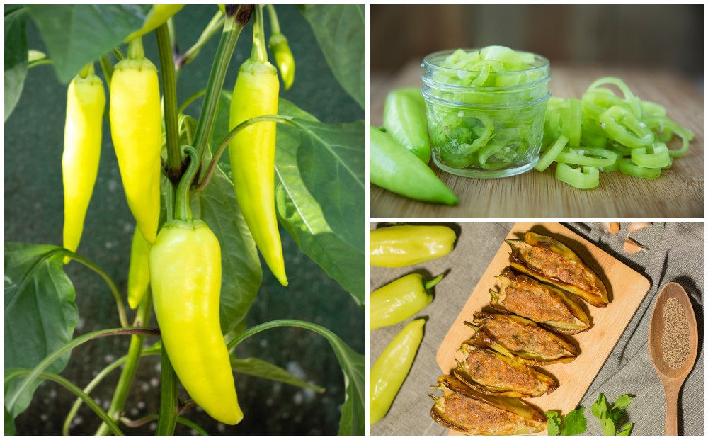 16 Banana Pepper Recipes You Need To Try