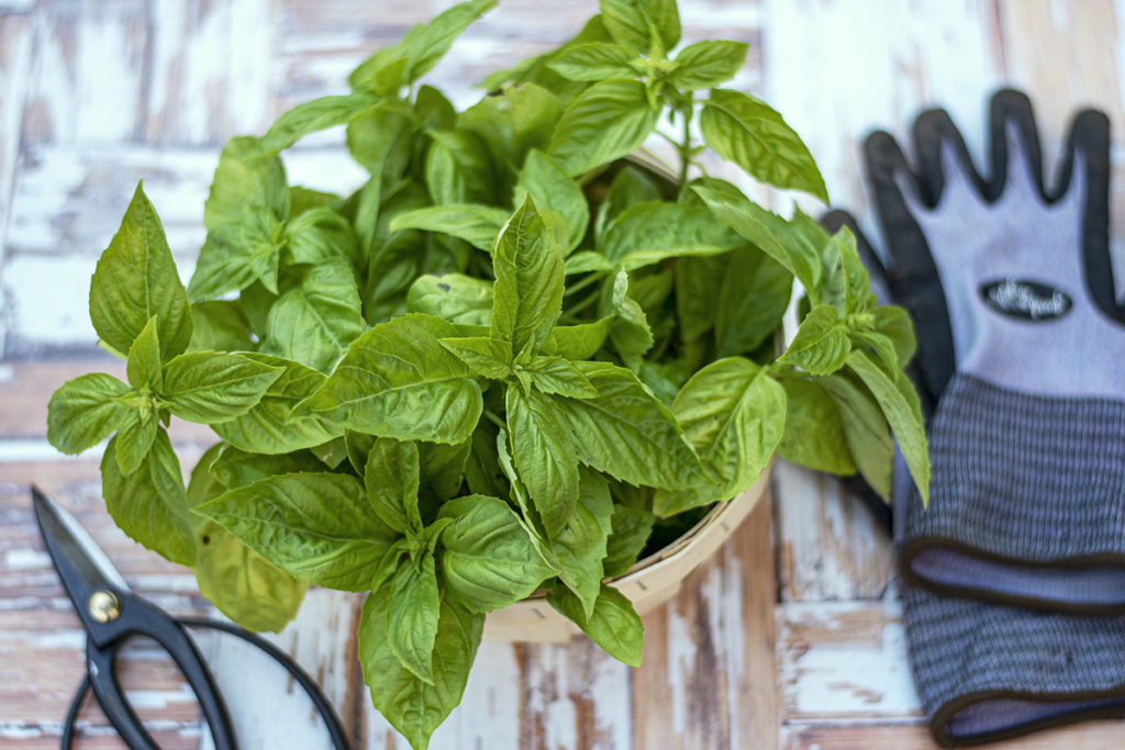 A basket of freshly picked basil, gardening shears and glove lie next to it.
