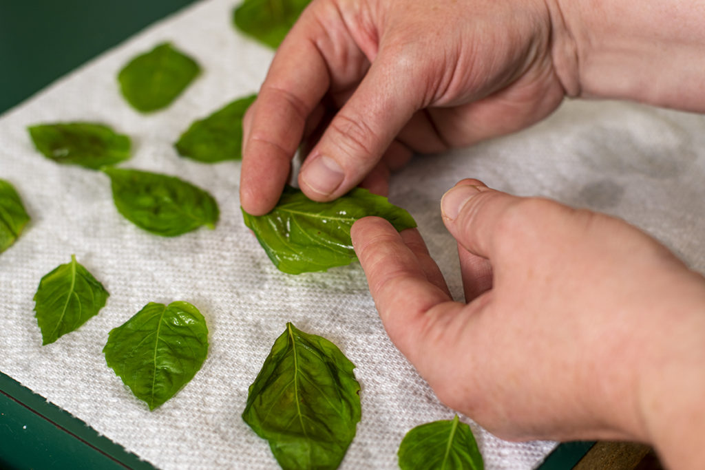 Hands holding a blanched basil leaf above paper towels with other blanched basil leaves. 